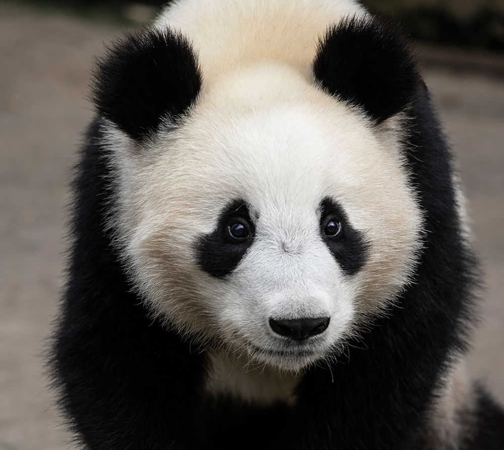 Asia-China-Sichuan Province-Mt Qincheng Town-Giant Panda